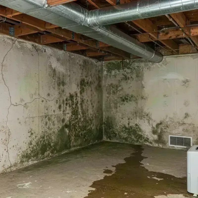 Professional Mold Removal in Hamlin County, SD